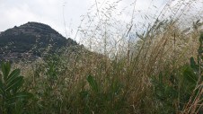 Turó del Puigsagordi amb herbes davant