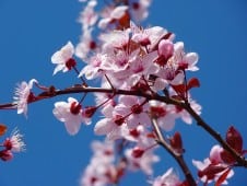 flor de primavera